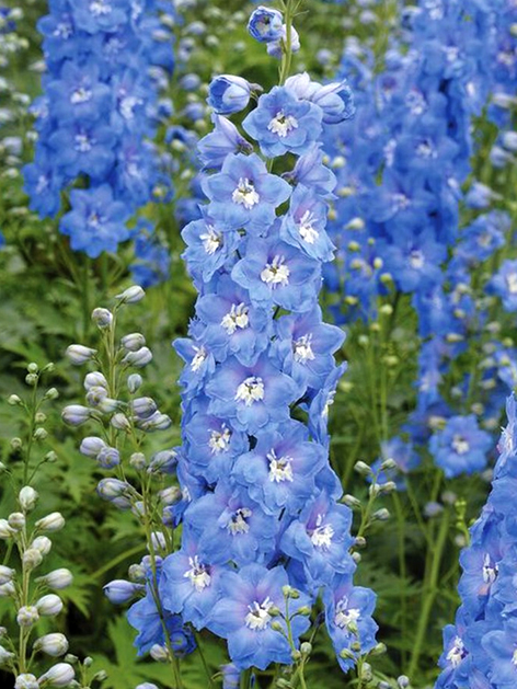 Delphinium magic fountains sky blue white bee