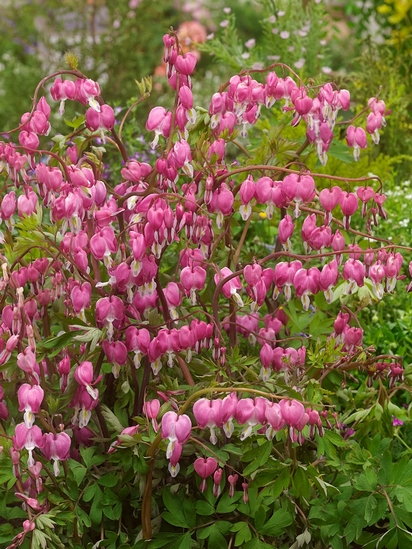 Dicentra spectabilis