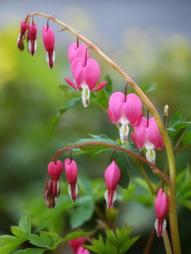 Dicentra spectabilis