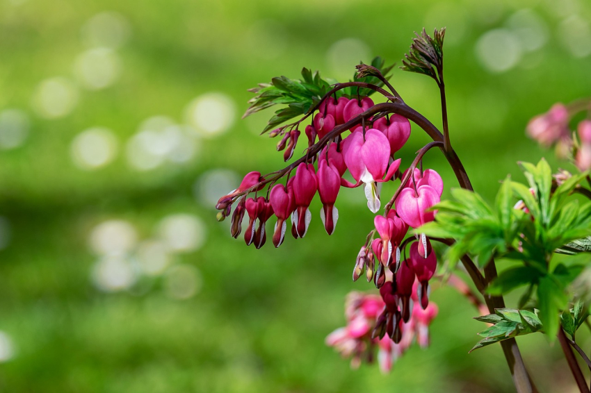 Dicentra spectabilis
