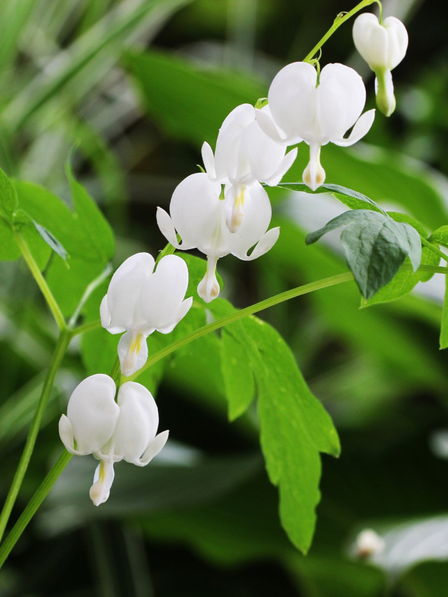 Dicentra spectabilis alba