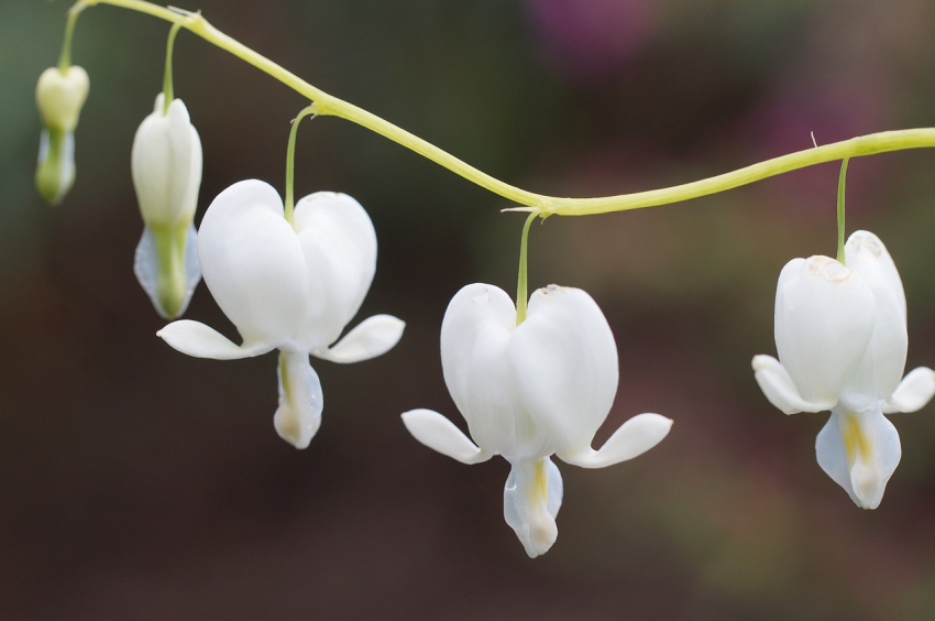 Dicentra spectabilis alba