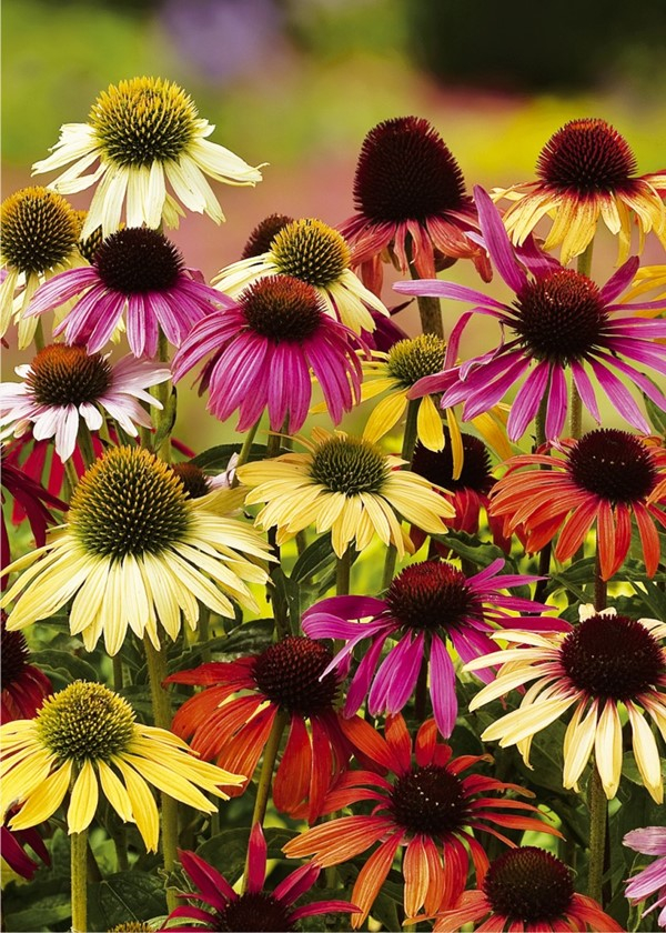Echinacea cheyenne spirit