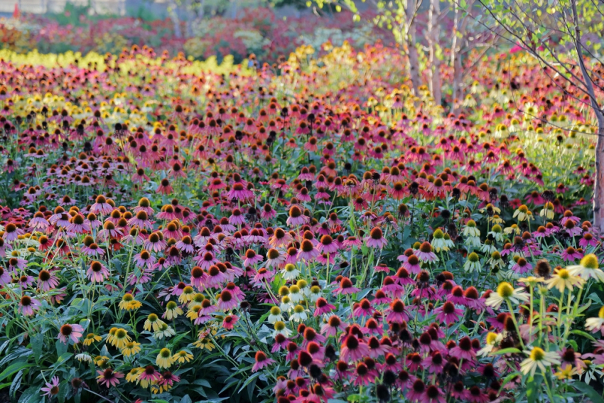 Echinacea cheyenne spirit