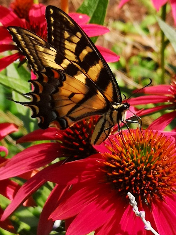 Echinacea cheyenne spirit