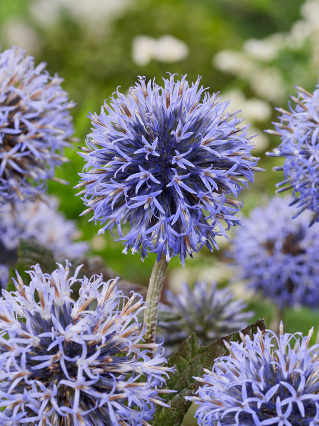 Echinops veitch's blue ritro
