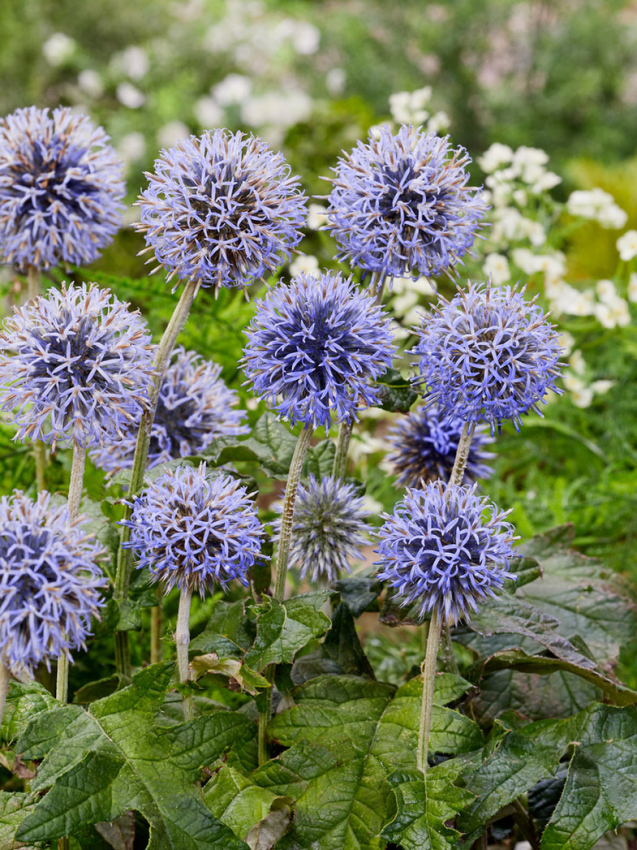 Echinops veitch's blue ritro