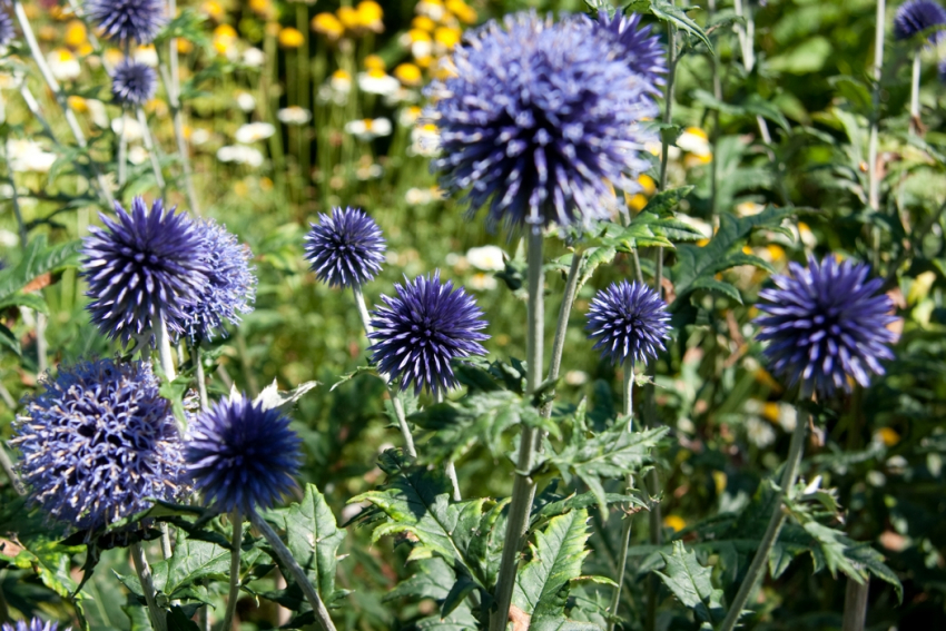 Echinops veitch's blue ritro