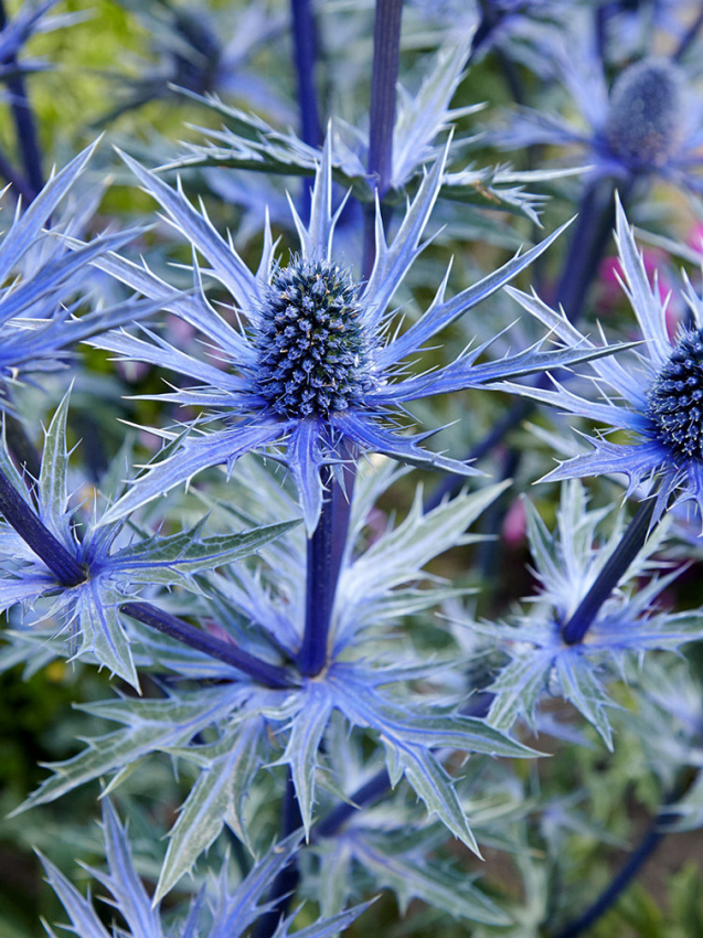 Eryngium alpinum
