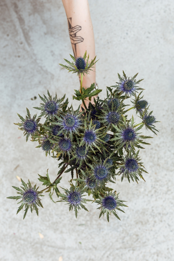 Eryngium alpinum