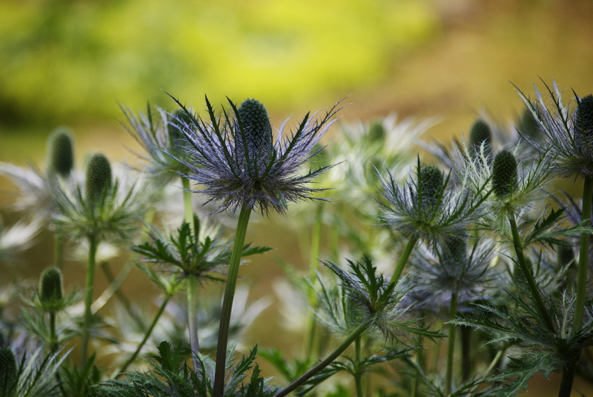 Eryngium alpinum