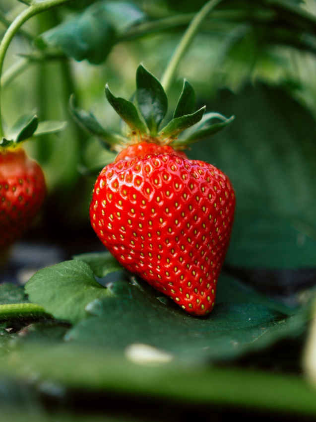 Fragaria darselect (strawberry)