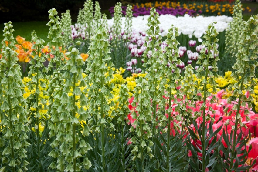 Fritillaria ivory bells persica