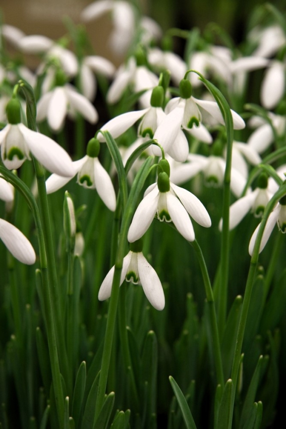 Galanthus magnet