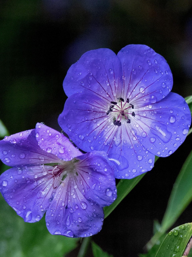 Geranium johnson's blue