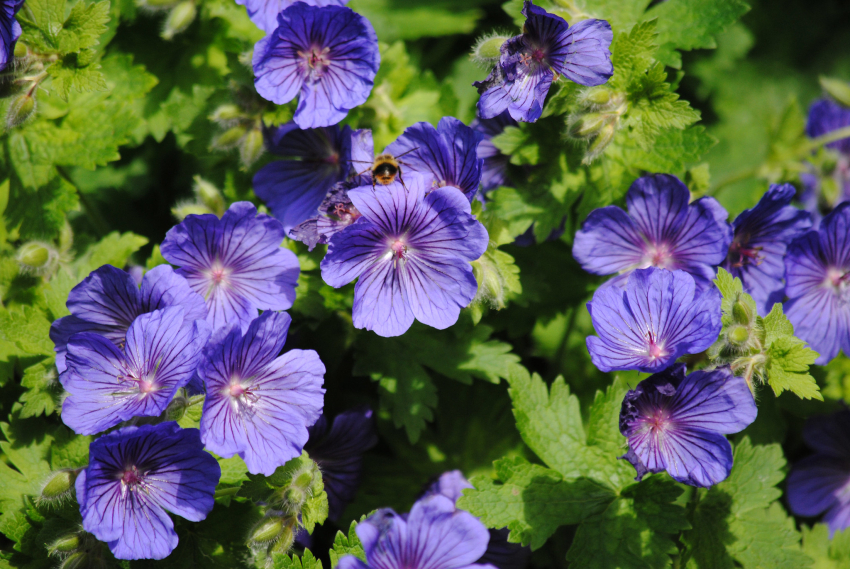 Geranium johnson's blue