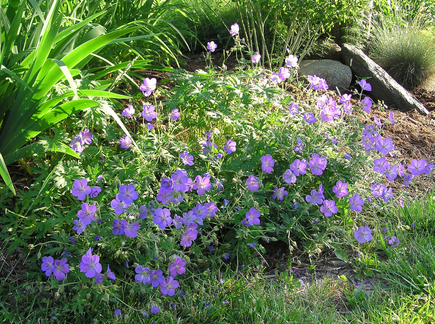 Geranium johnson's blue