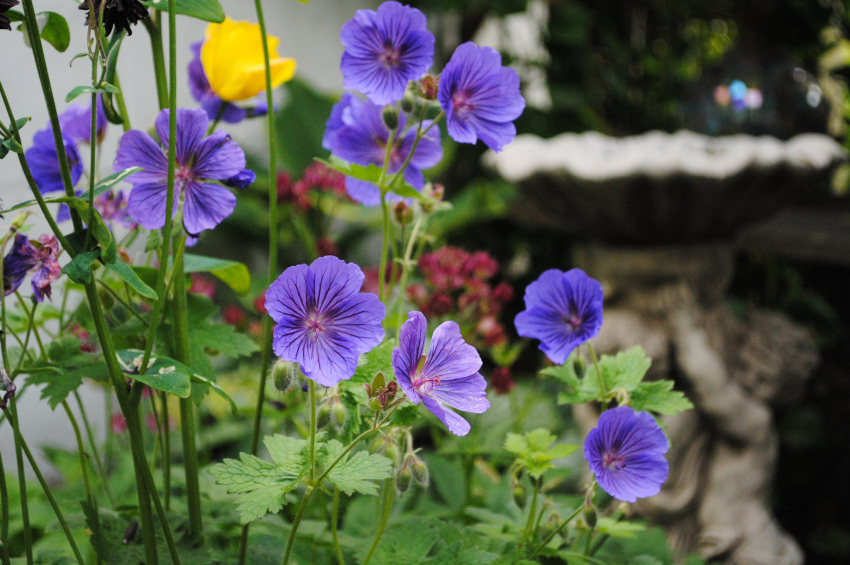 Geranium johnson's blue