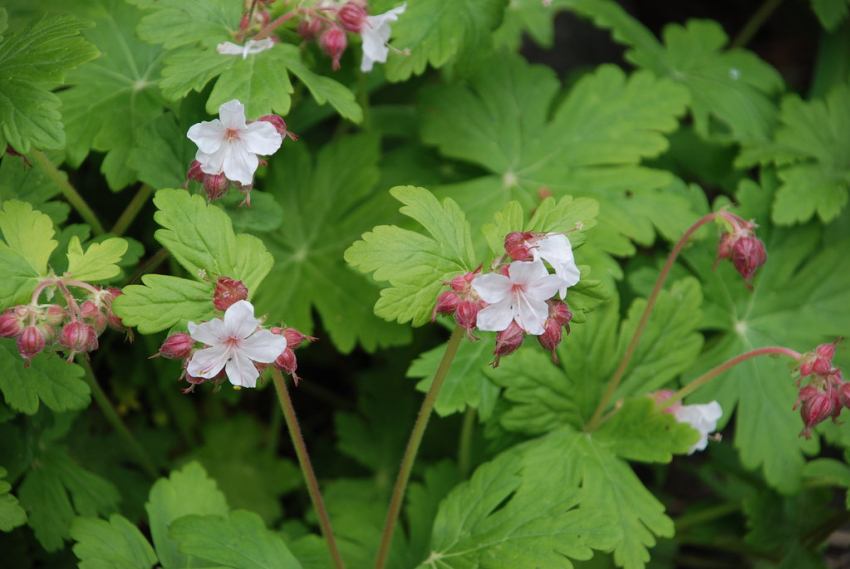 Geranium macrorrhizum album