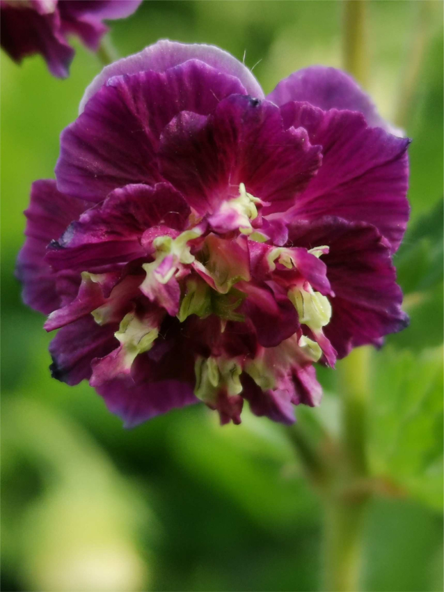 Geranium joseph green phaeum