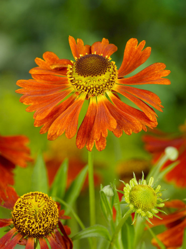 Helenium moerheim beauty