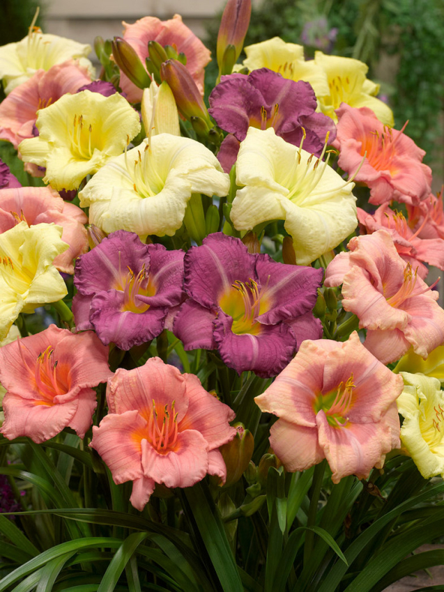 Hemerocallis melange