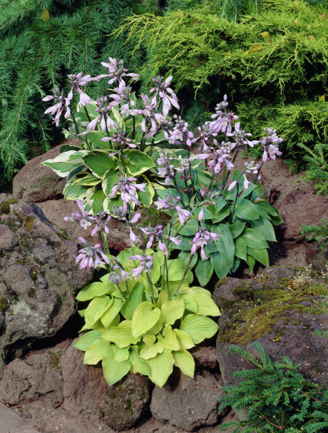 Hosta mixed