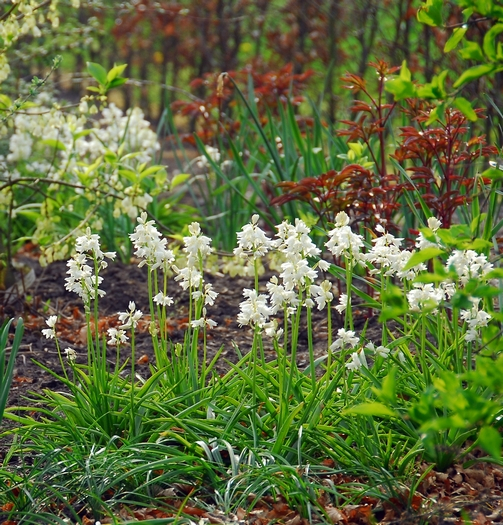 Hyacinthoides hispanica wit