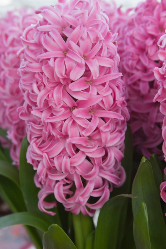 Pink pearl