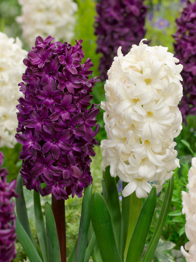 Violet-blanc mélangé