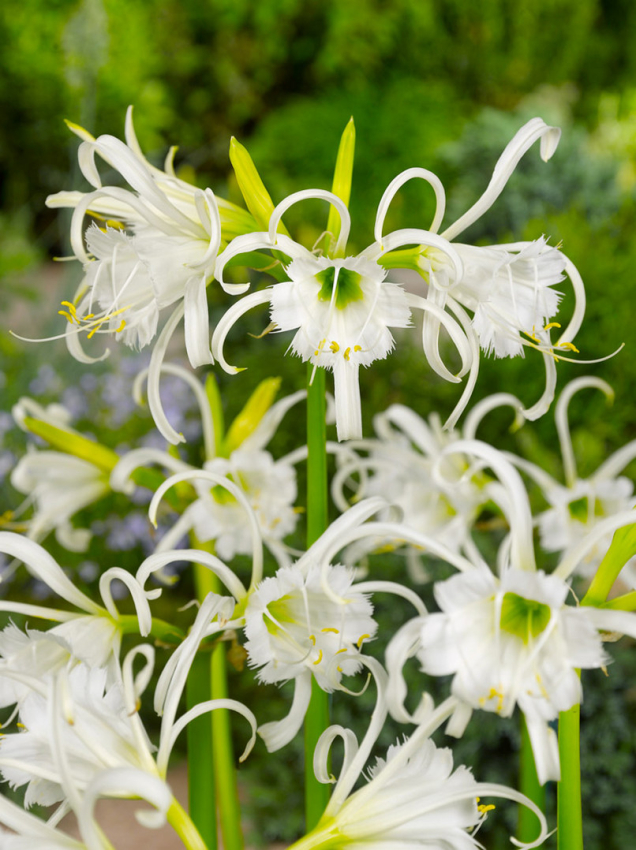 Hymenocallis ismene festalis