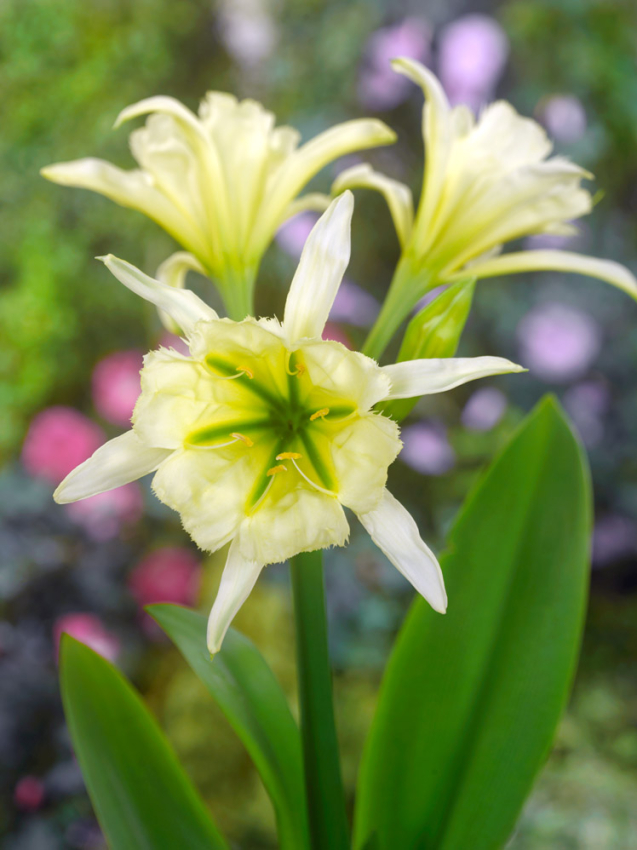 Hymenocallis sulphur queen