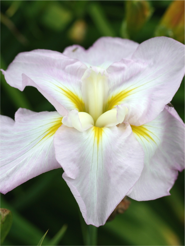Iris lady in waiting ensata