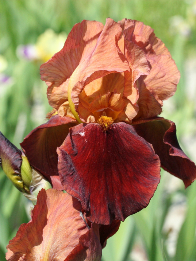 Iris natchez trace germanica