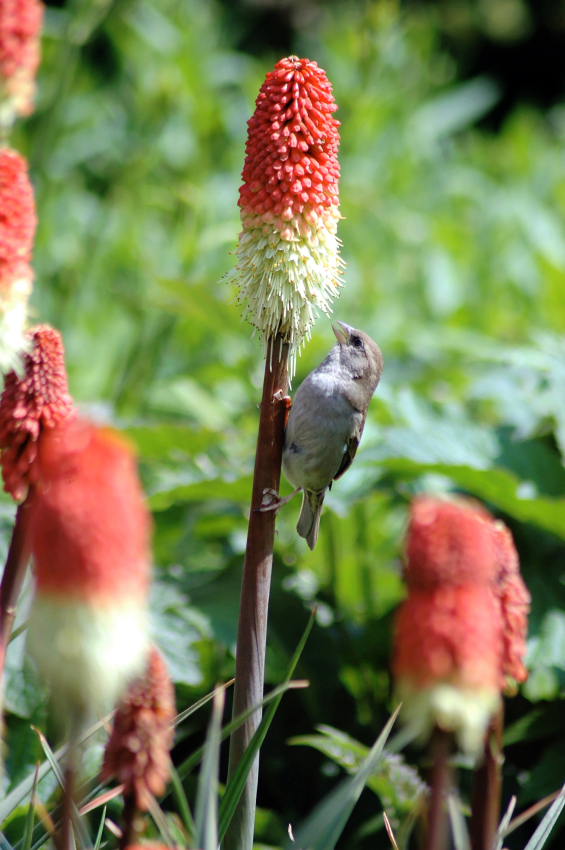 Kniphofia alcazar