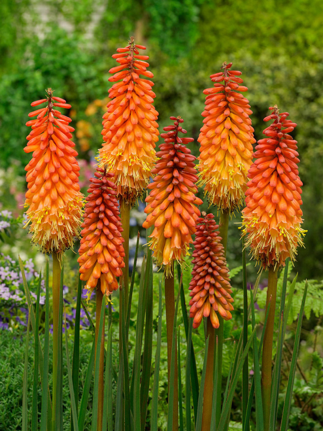 Kniphofia alcazar