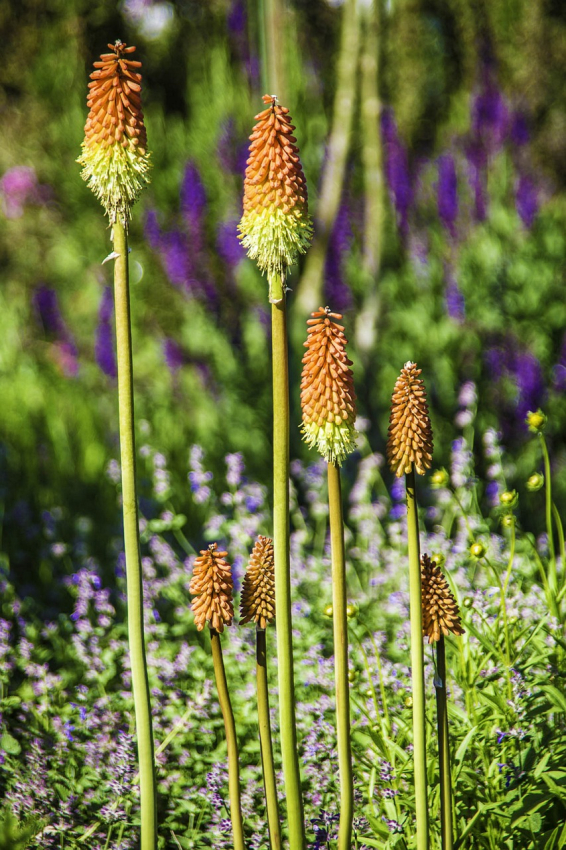 Kniphofia alcazar
