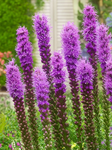 Liatris spicata