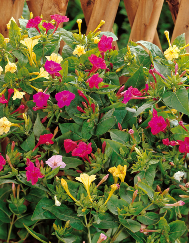 Mirabilis jalapa