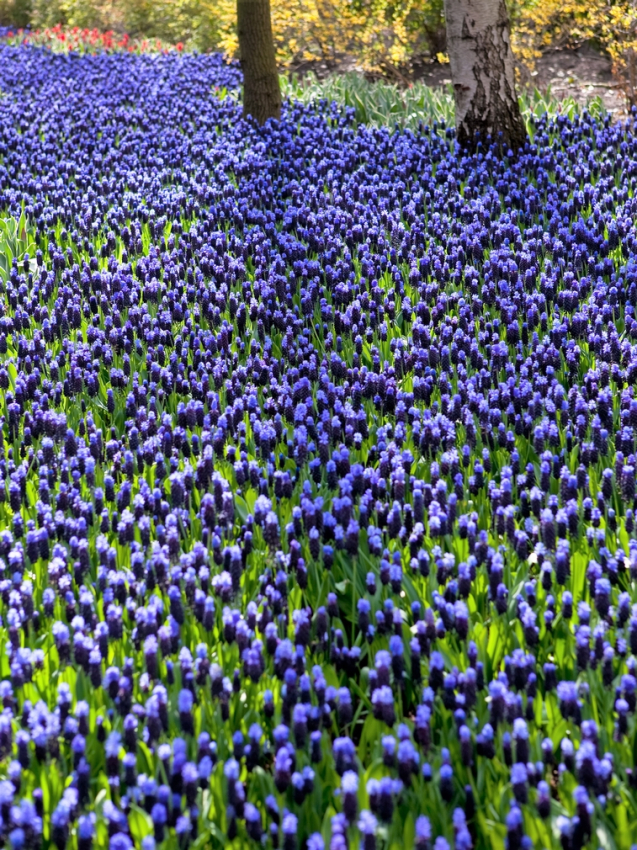 Muscari latifolium