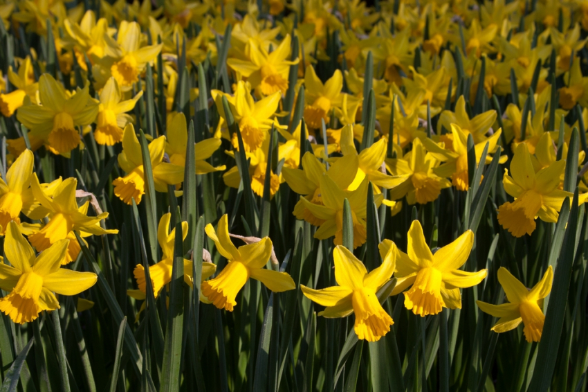 February gold