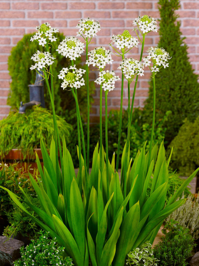 Ornithogalum saundersiae