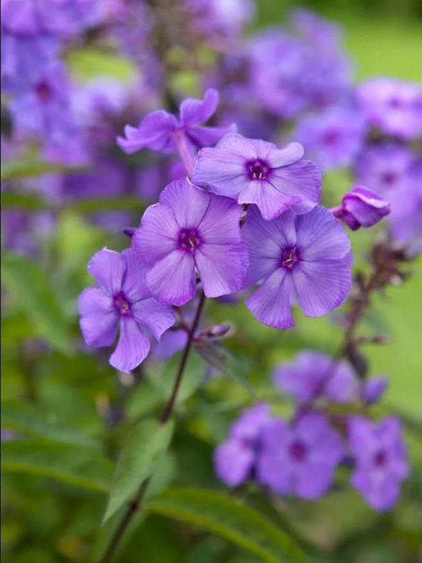 Phlox blue paradise