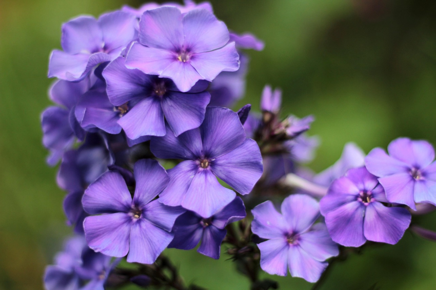 Phlox blue paradise