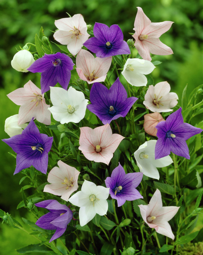 Platycodon grandiflorus mixta