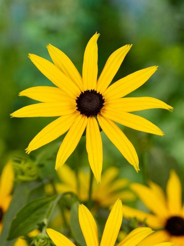 Rudbeckia goldsturm fulgida