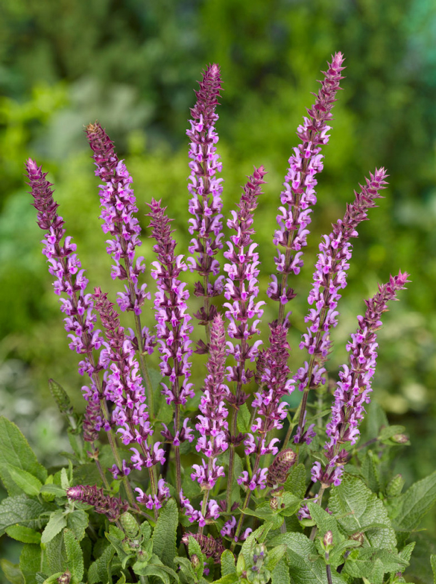 Salvia nemorosa new dimension rose