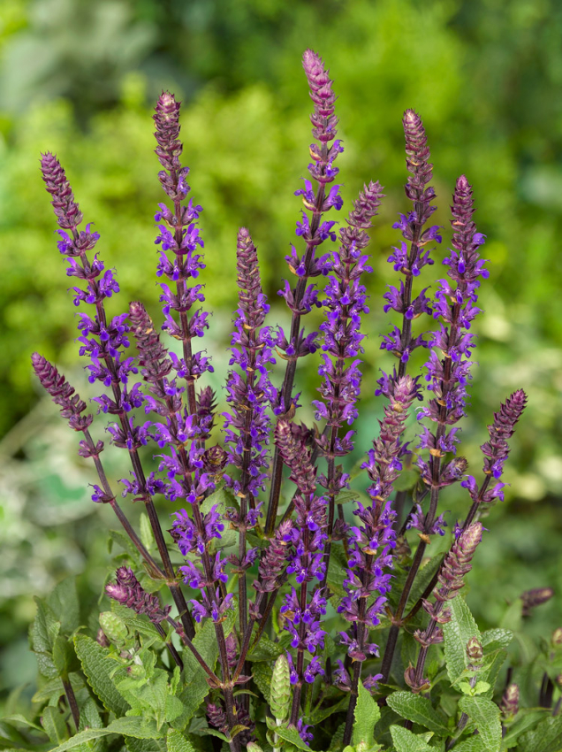 Salvia nemorosa caradonna