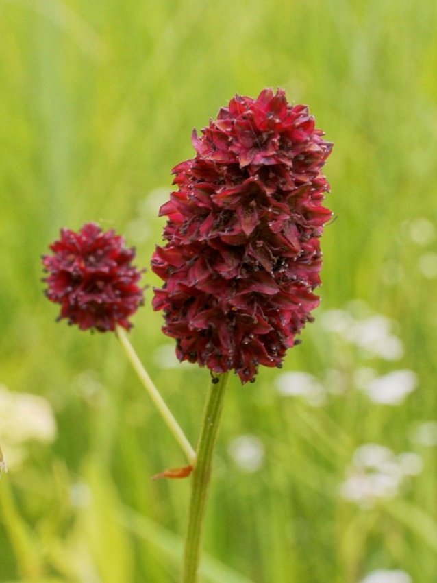 Sanguisorba tanna officinalis
