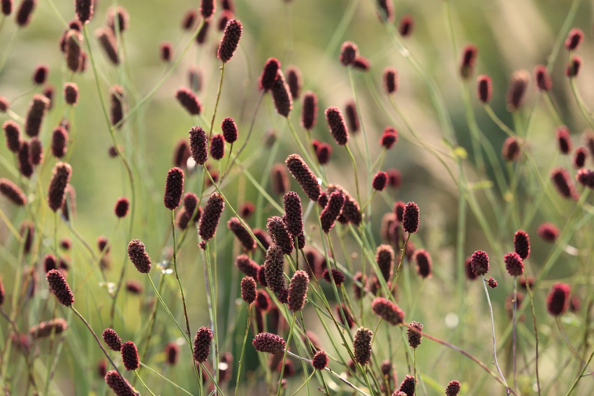 Sanguisorba tanna officinalis